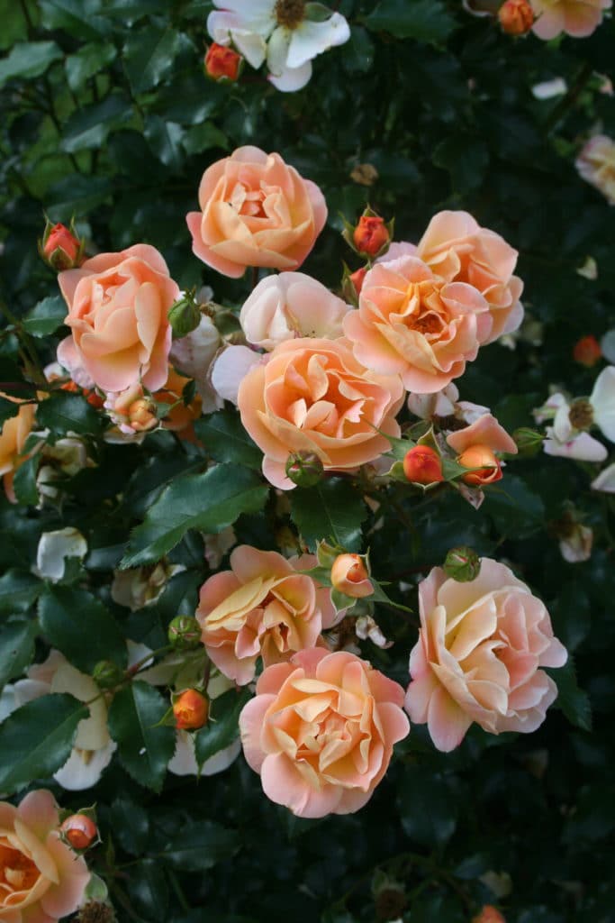 Decorosiers - rosier Calizia