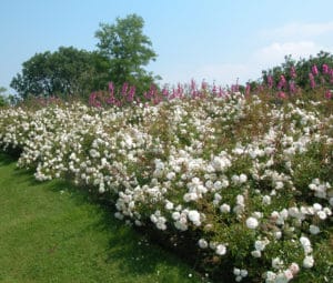 Decorosiers - rosier Opalia buisson