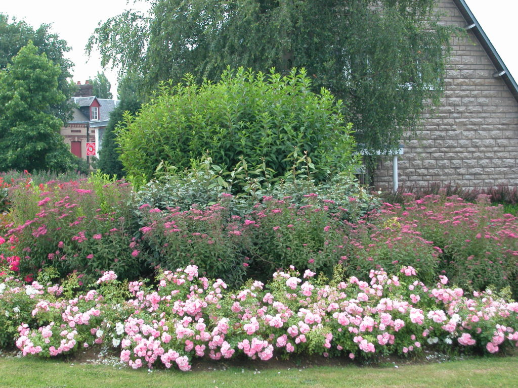 Decorosiers - rosier Mareva buisson