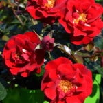 Decorosiers - rosier New Vesuvia