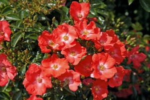 Decorosiers - rosier Isalia