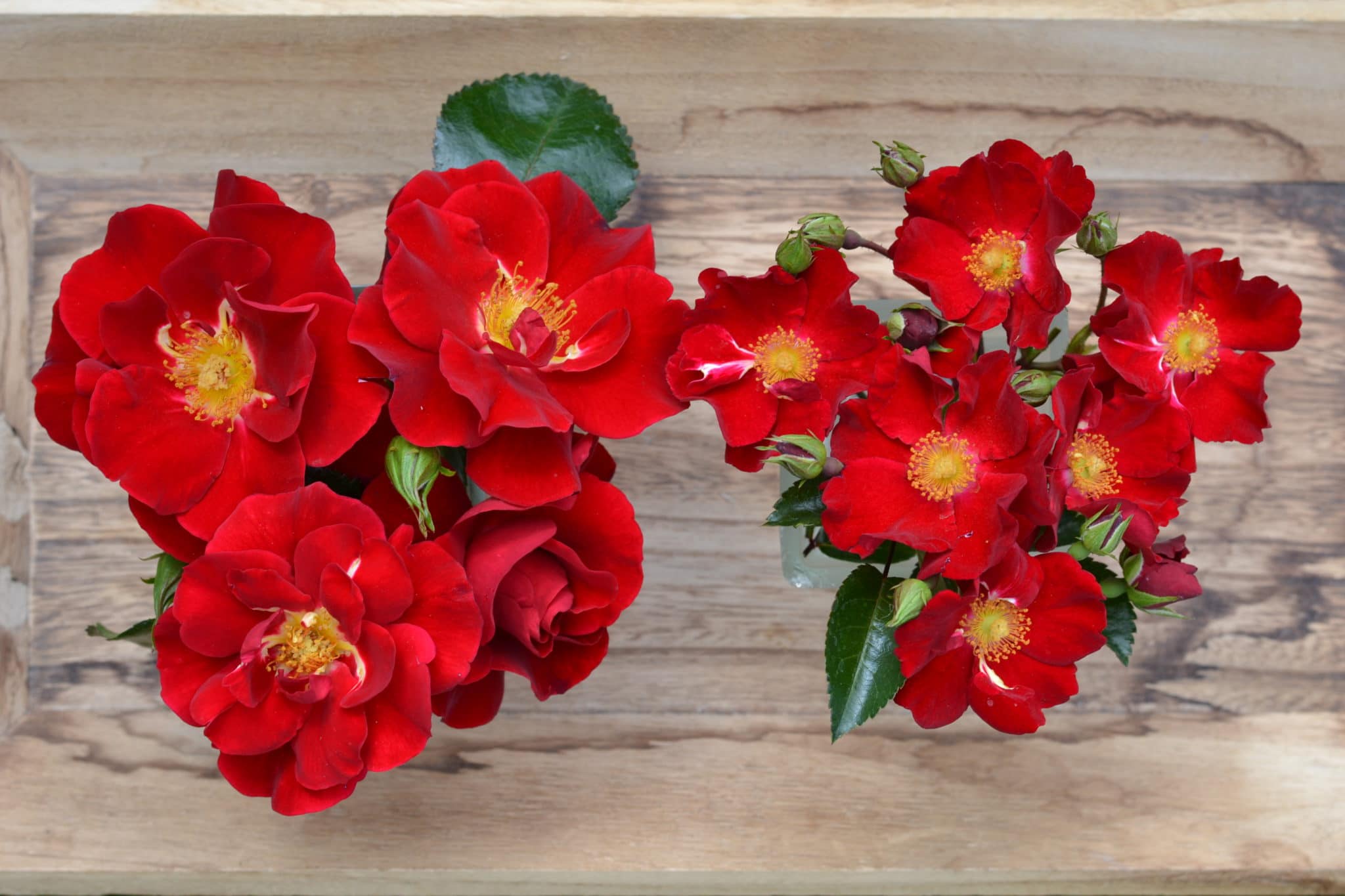 Rosier new vesuvia arnaque