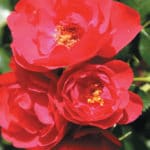 Decorosiers - rosier Kadora